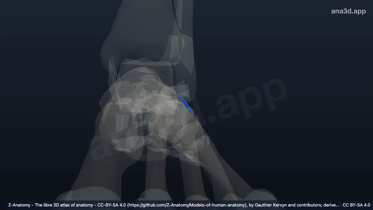 3D 模型：左楔骰背侧韧带