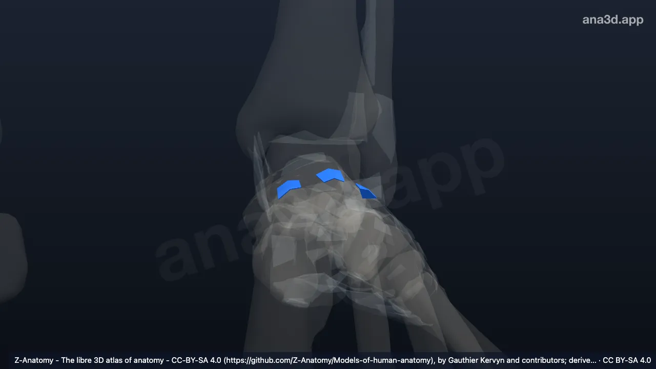 3D model: left dorsal cuneonavicular ligaments