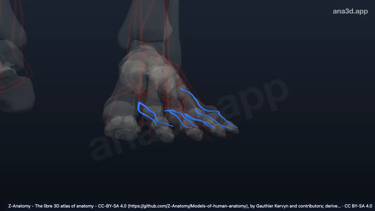 Modèle 3D : Artères digitales dorsales du pied gauche