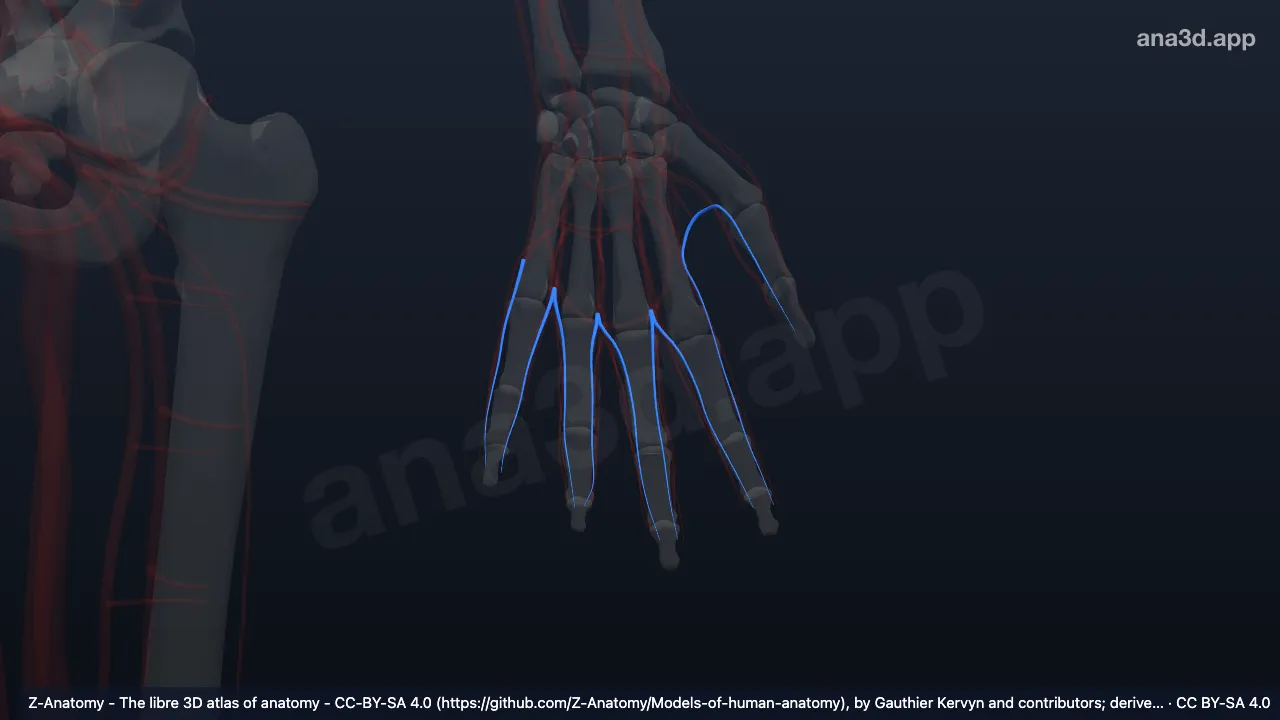 Modelo 3D: Artérias digitais dorsais da mão esquerda