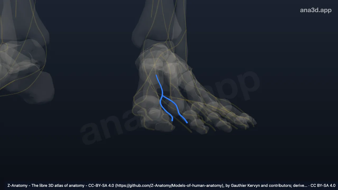 Model 3D: Cabang digitalis dorsalis saraf fibularis profundus kiri