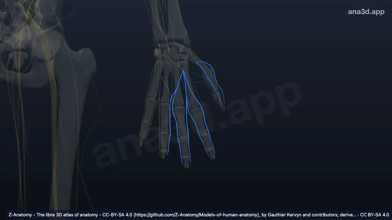 Model 3D: Cabang digitalis dorsalis saraf radialis kiri