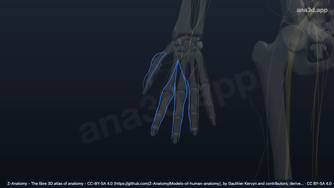 Model 3D: Cabang digitalis dorsalis saraf radialis kanan