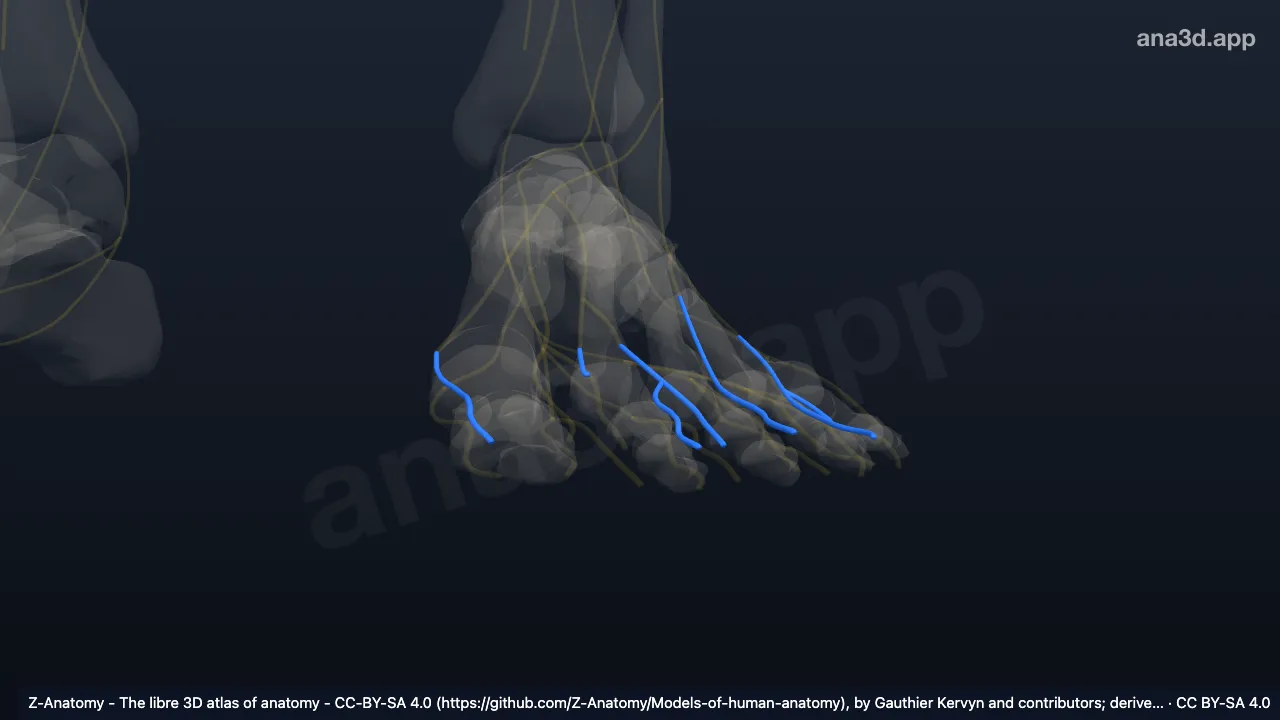 3D 模型：左腓浅神经趾背支