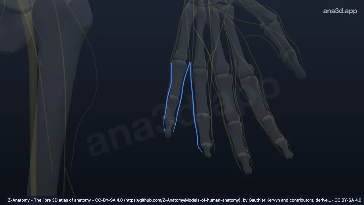 Model 3D: Cabang digitalis dorsalis saraf ulnaris kiri