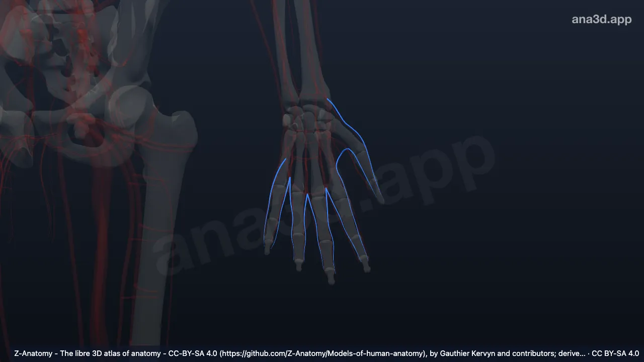 โมเดล 3 มิติ: หลอดเลือดดำดอร์ซัลดิจิทัลของมือซ้าย