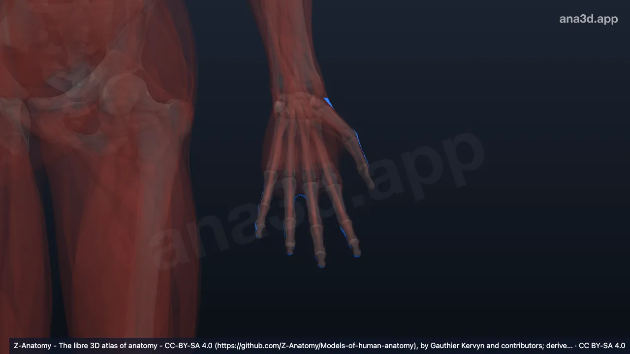 3D-Modell: Linke Fascia dorsalis manus