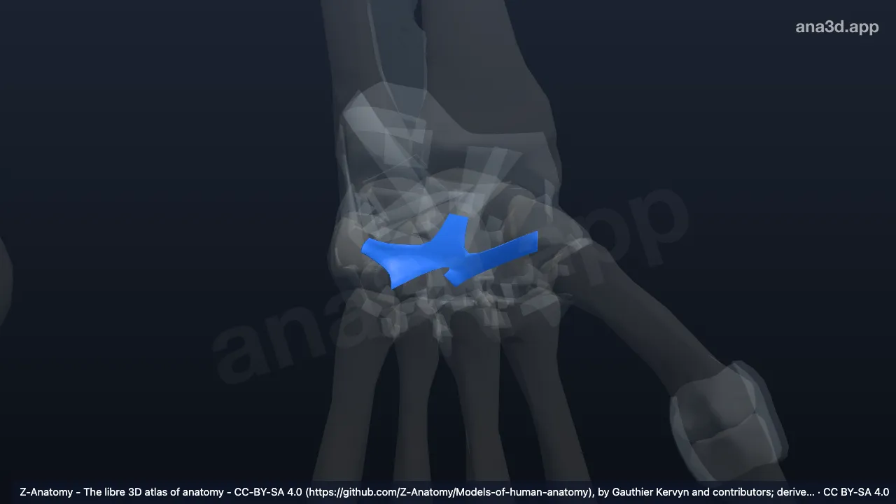 3D 模型：左腕骨间背侧韧带