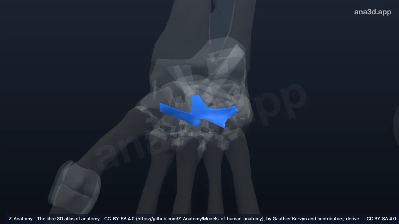 Modelo 3D: Ligamentos intercarpianos dorsales derechos