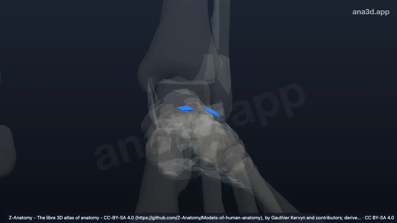 3D model: left dorsal intercuneiform ligaments
