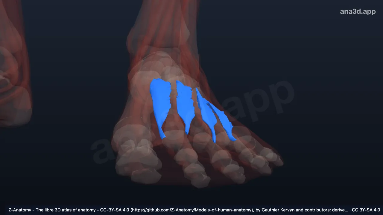 Modelo 3D: Músculos interósseos dorsais do pé esquerdo