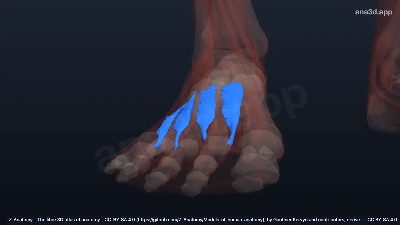 Model 3D: Otot interoseus dorsalis kaki kanan