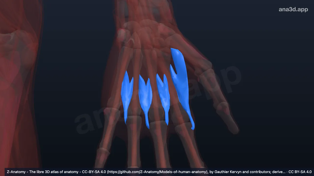 3D 模型：左手骨间背侧肌