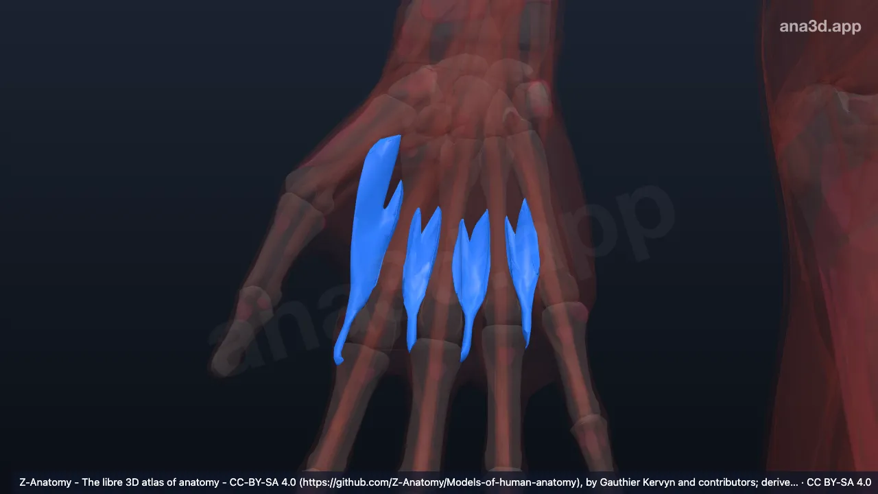 3D 模型：右手骨间背侧肌