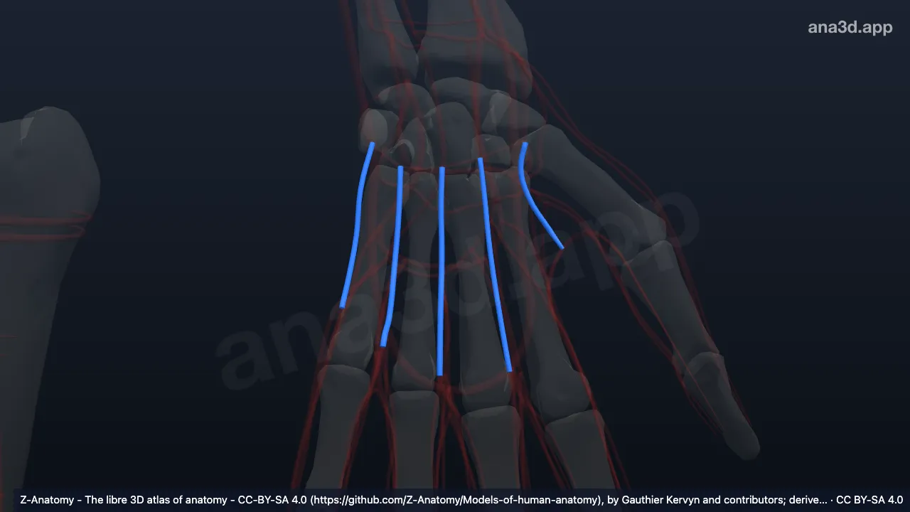 Model 3D: Arteri metakarpal dorsalis kiri