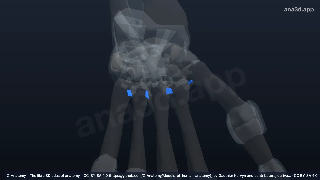 Modelo 3D: Ligamentos metacarpais dorsais esquerdos