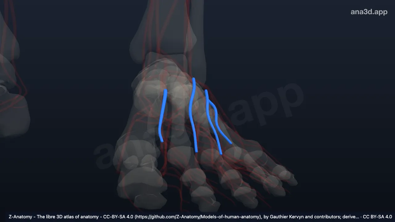 3D-Modell: Linke Arteriae metatarsales dorsales