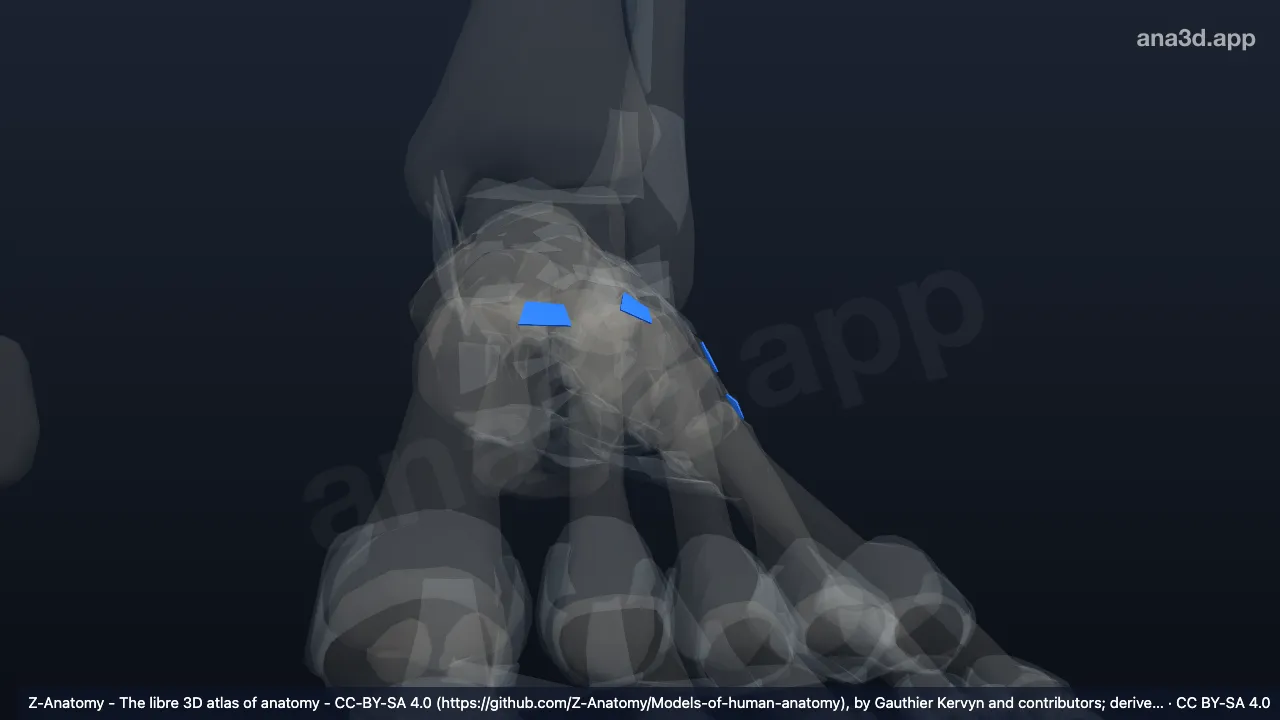 Modèle 3D : Ligaments métatarsiens dorsaux gauches