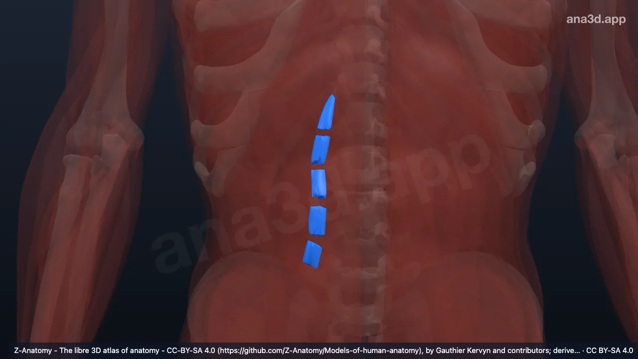 3D 模型：右腰外侧横突间肌背侧部