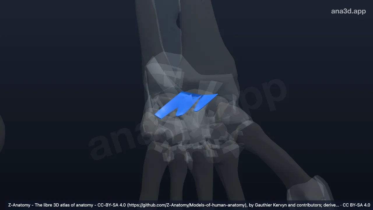 3D model: left dorsal radiocarpal ligament