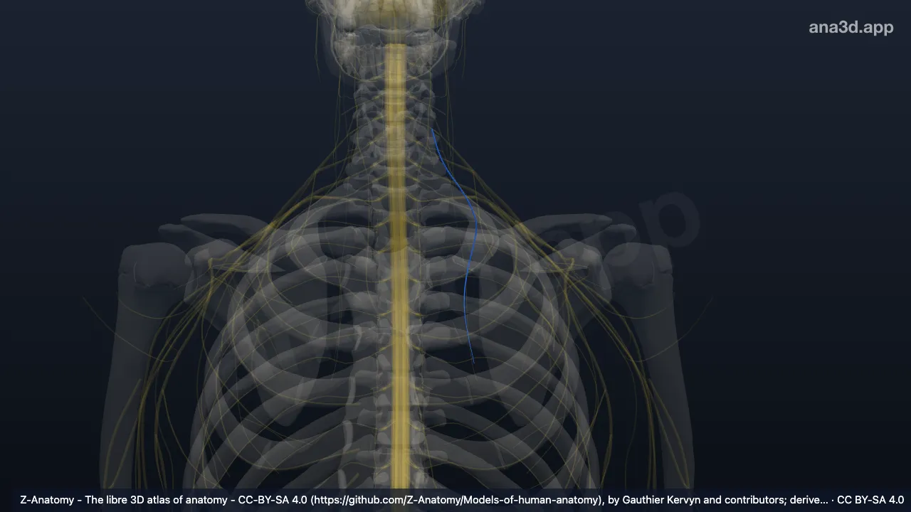 3D-Modell: Linker Nervus dorsalis scapulae