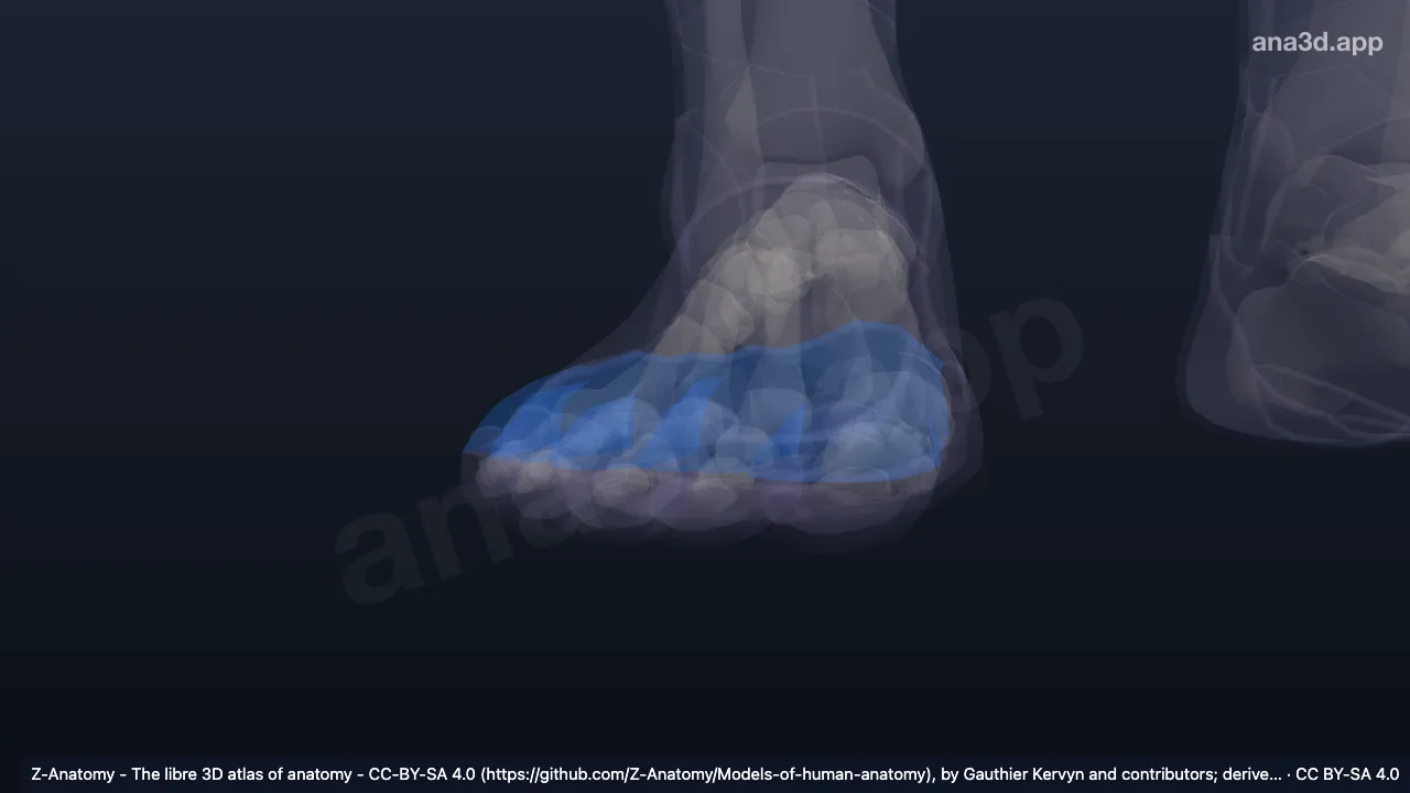 Modèle 3D : Faces dorsales des orteils droits