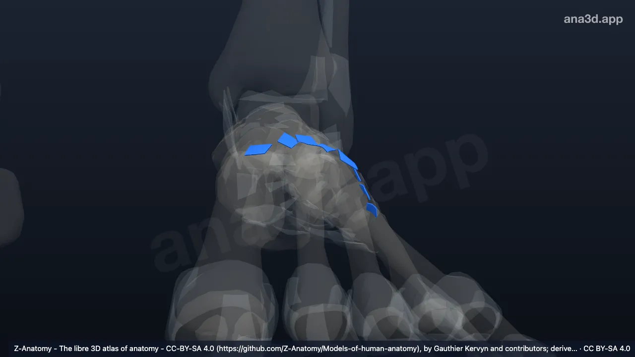 3D model: left dorsal tarsometatarsal ligaments