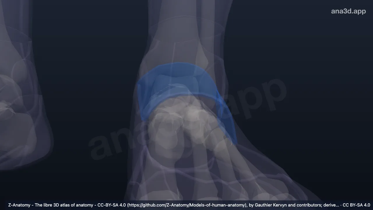 3D model: left dorsum of foot