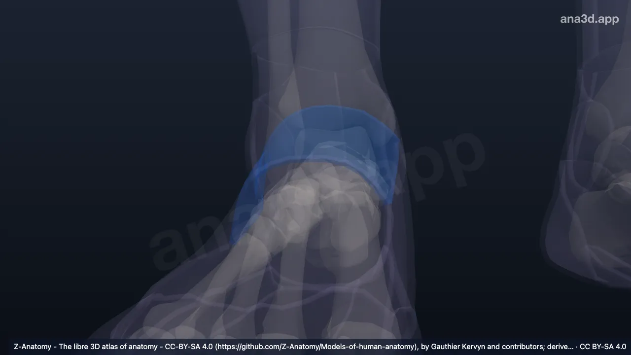 Modèle 3D : Dos du pied droit