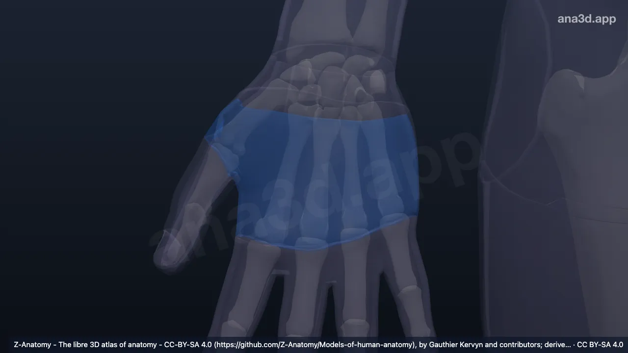 Modelo 3D: Dorso de la mano derecha