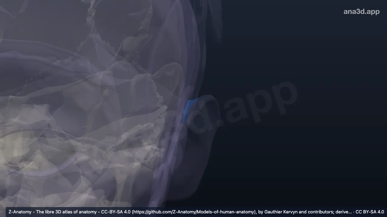 3D model: left eminentia fossae triangularis