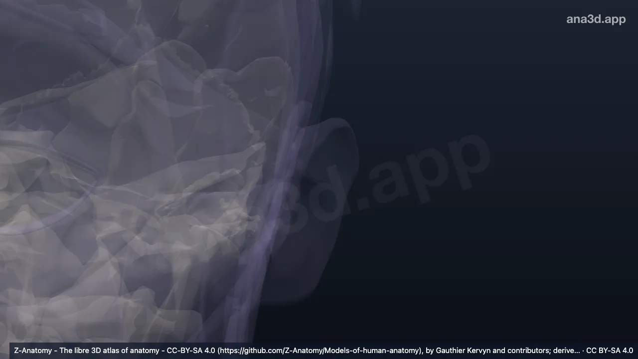 3D-Modell: Linke Eminentia scaphae
