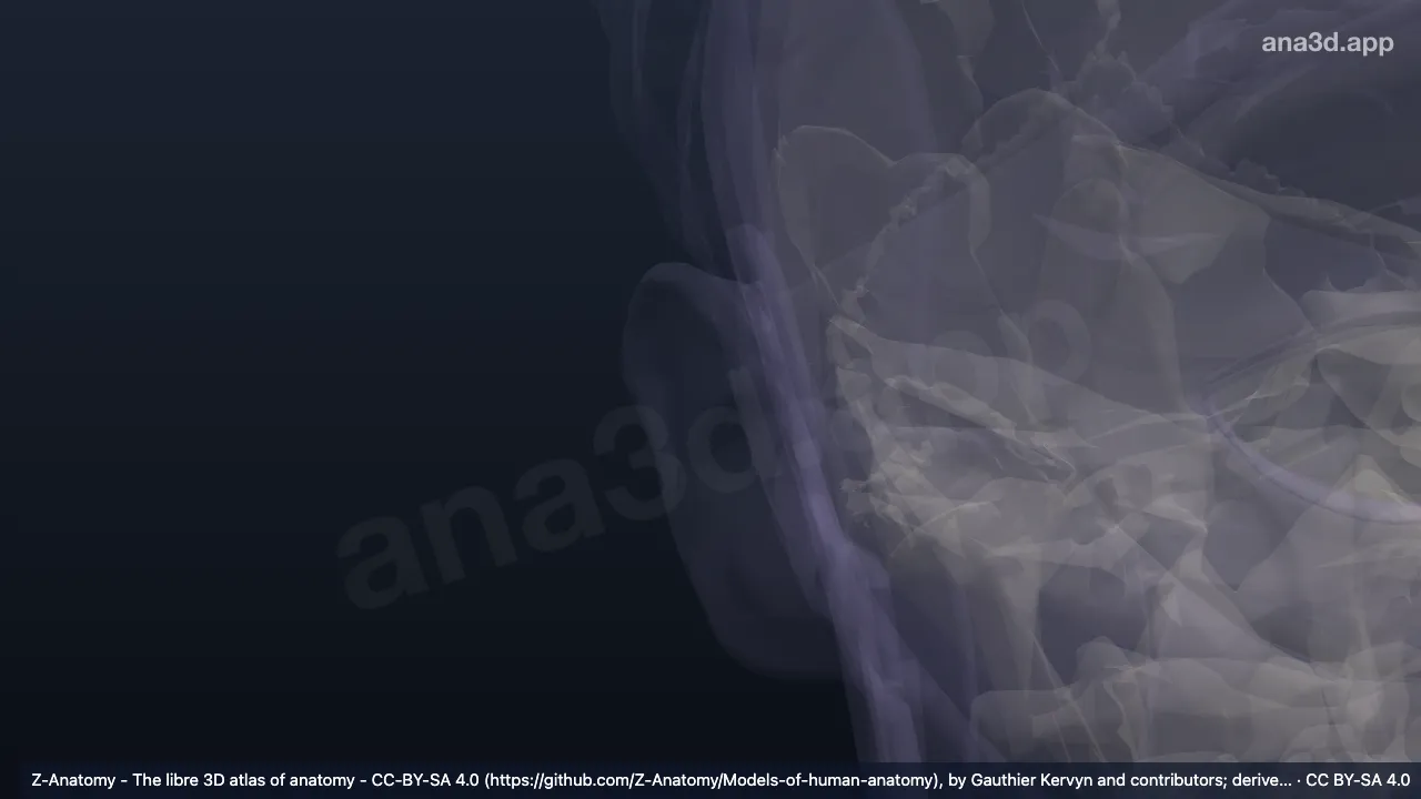 Model 3D: Eminensia skafa kanan