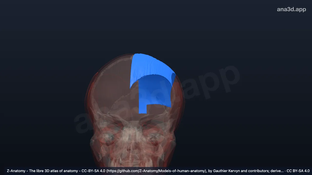 Modelo 3D: Aponeurose epicraniana esquerda
