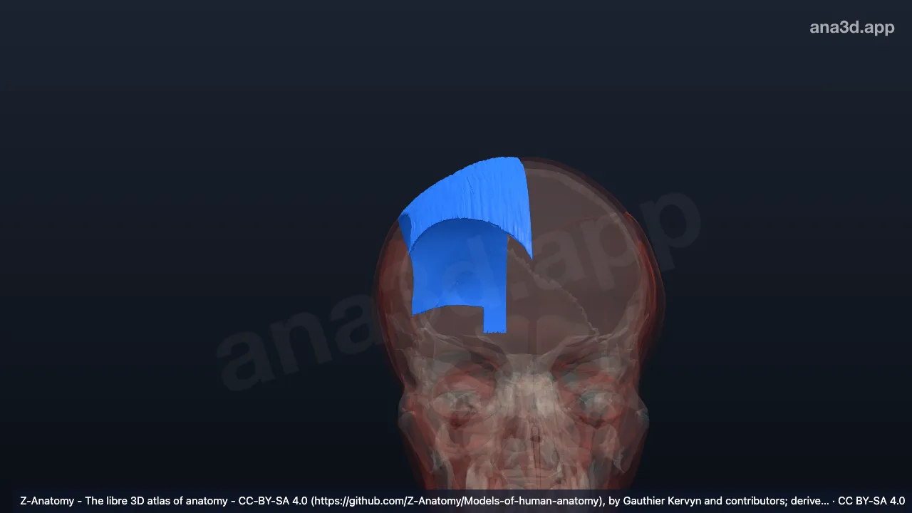 Modèle 3D : Aponévrose épicrânienne droite