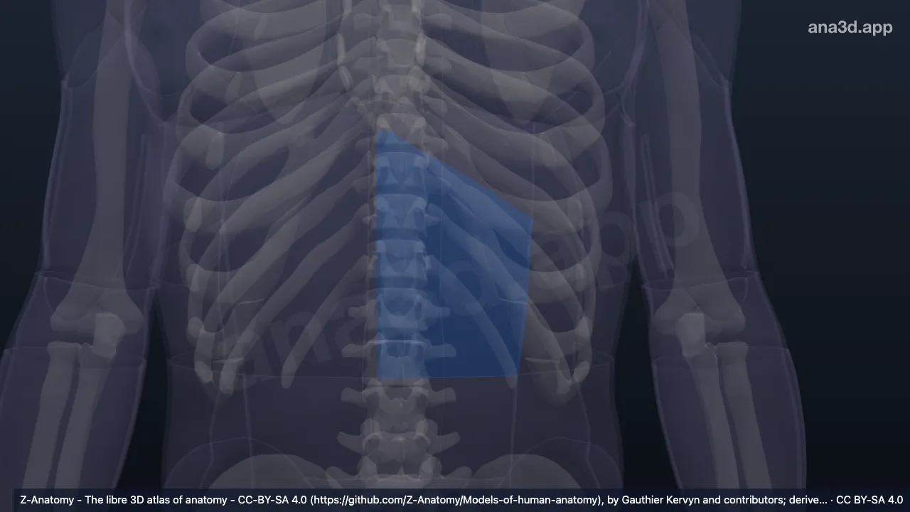 Model 3D: Epigastrium kiri