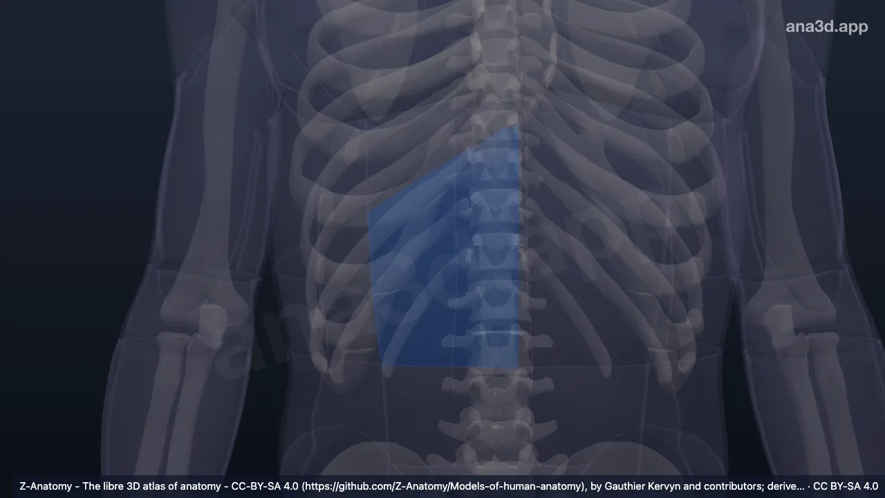 Modèle 3D : Région épigastrique droite