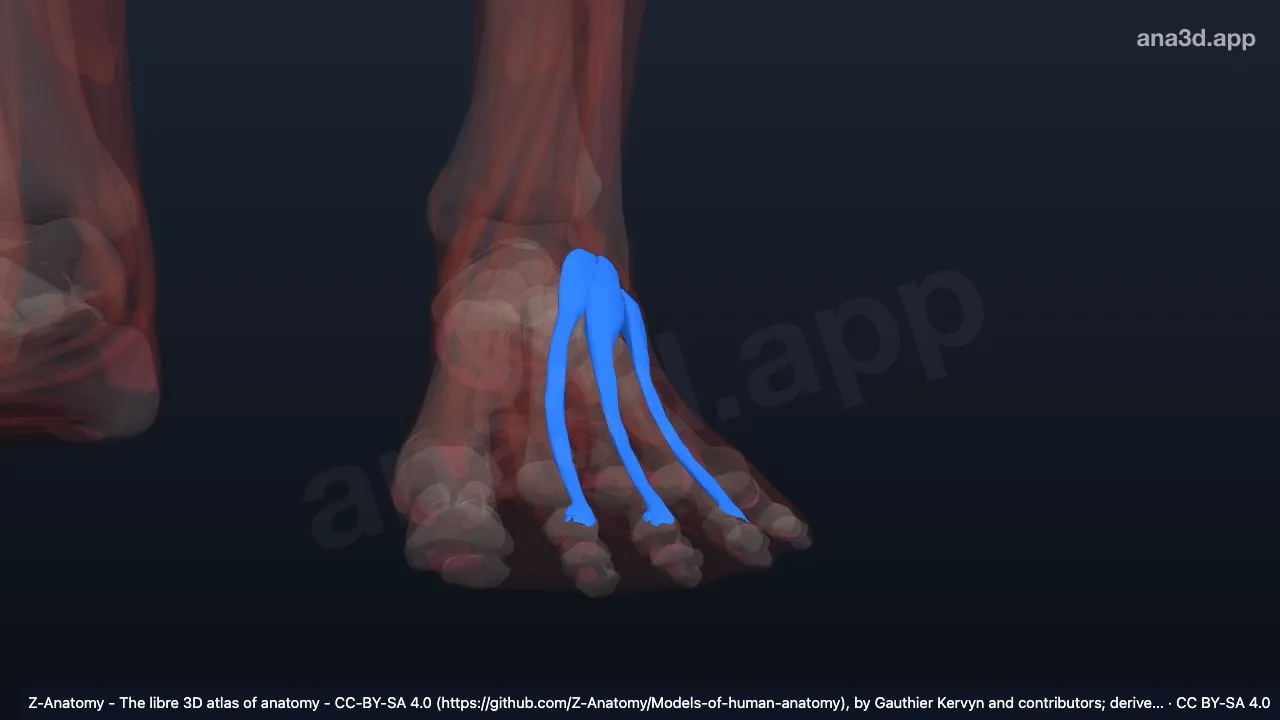 Modelo 3D: Músculo extensor curto dos dedos esquerdo
