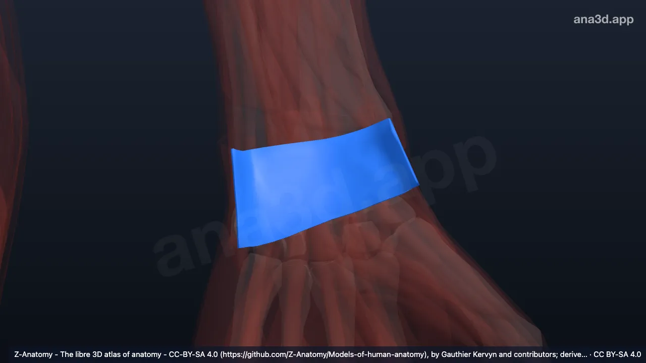 3D model: left extensor retinaculum of wrist