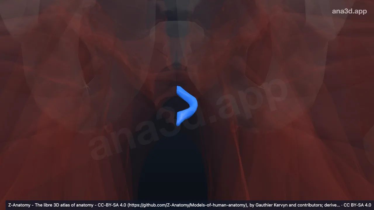 3D model: left external anal sphincter