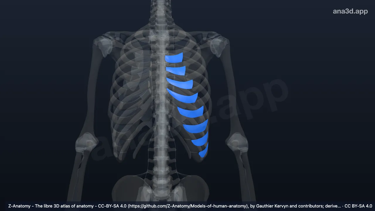 3D model: left external intercostal membrane