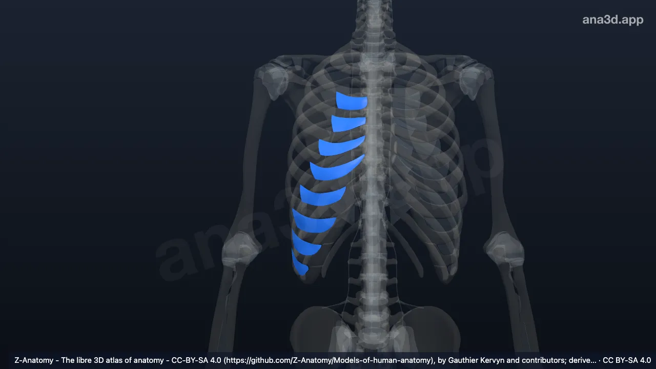 3D model: right external intercostal membrane