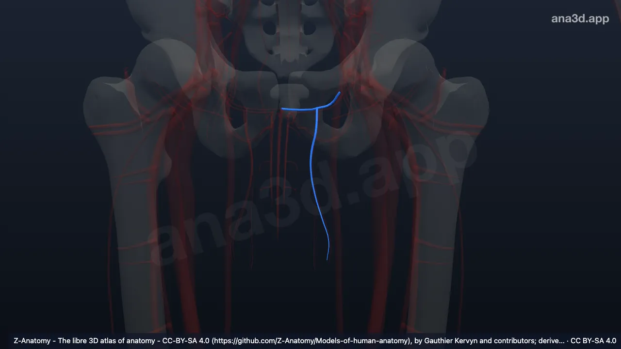 3D model: left external pudendal veins
