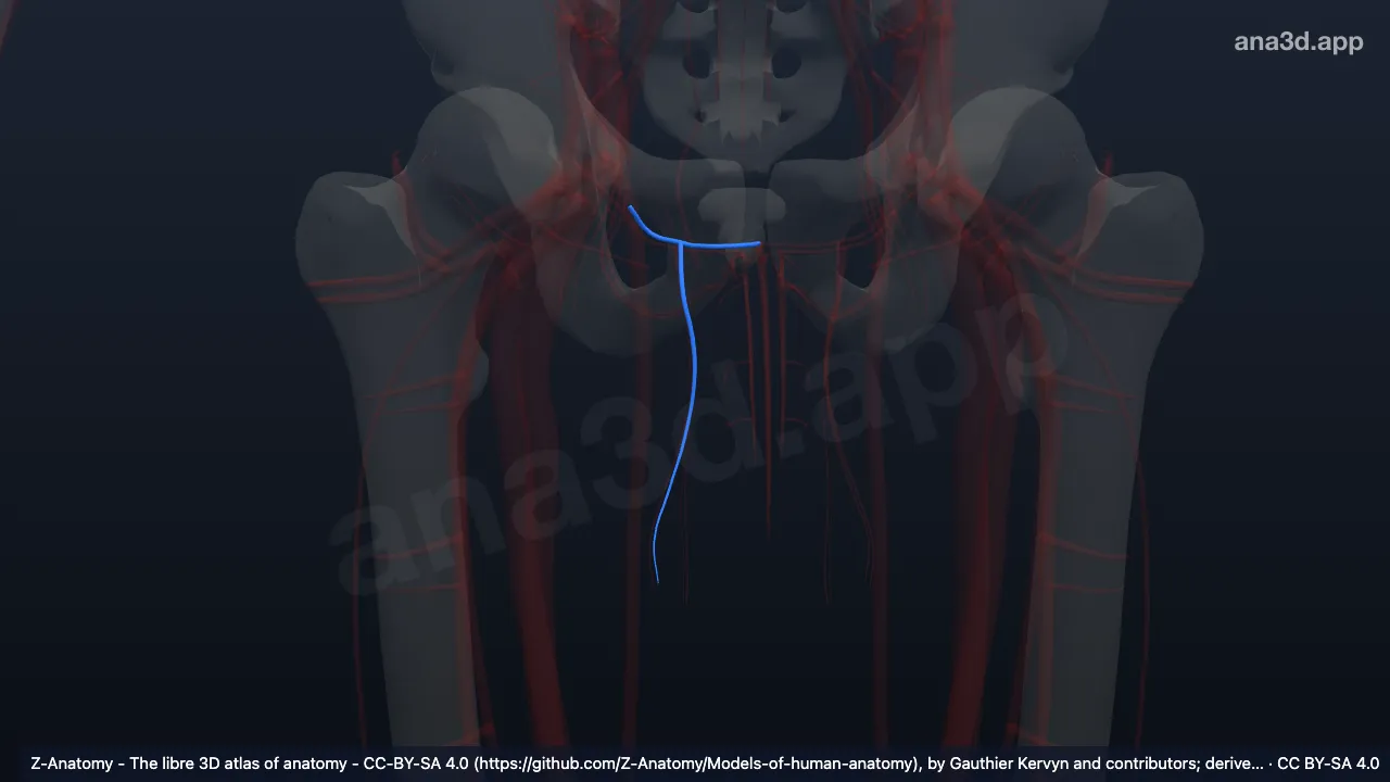 3D model: right external pudendal veins
