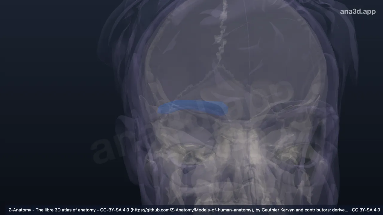 Modèle 3D : Sourcil droit