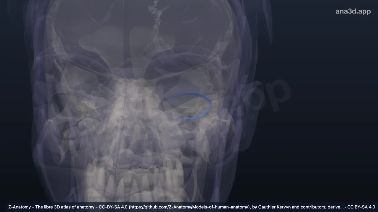 Modelo 3D: Cílios esquerdos
