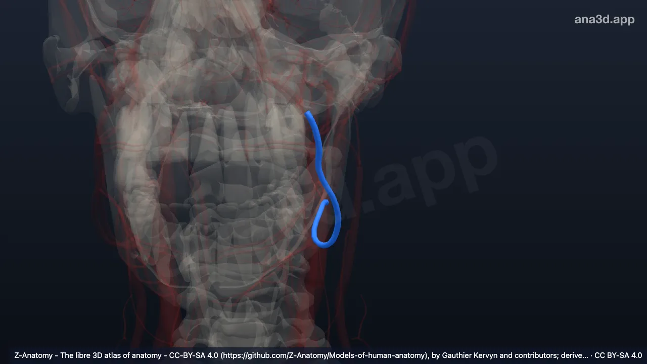 3D-Modell: Linke Arteria facialis
