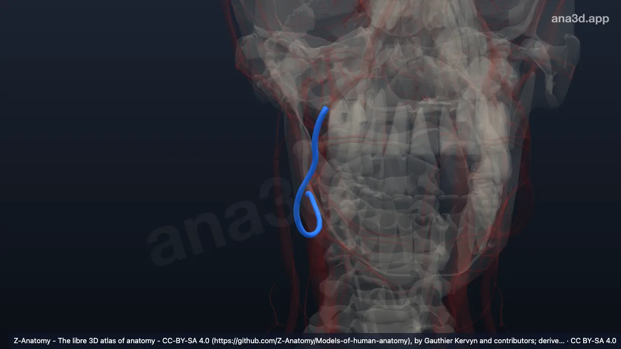 Modelo 3D: Arteria facial derecha