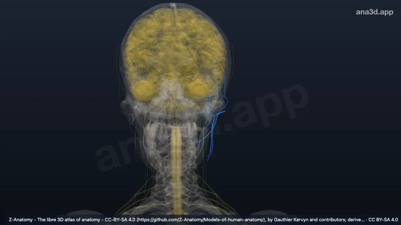 Mô hình 3D: Thần kinh mặt trái (VII)