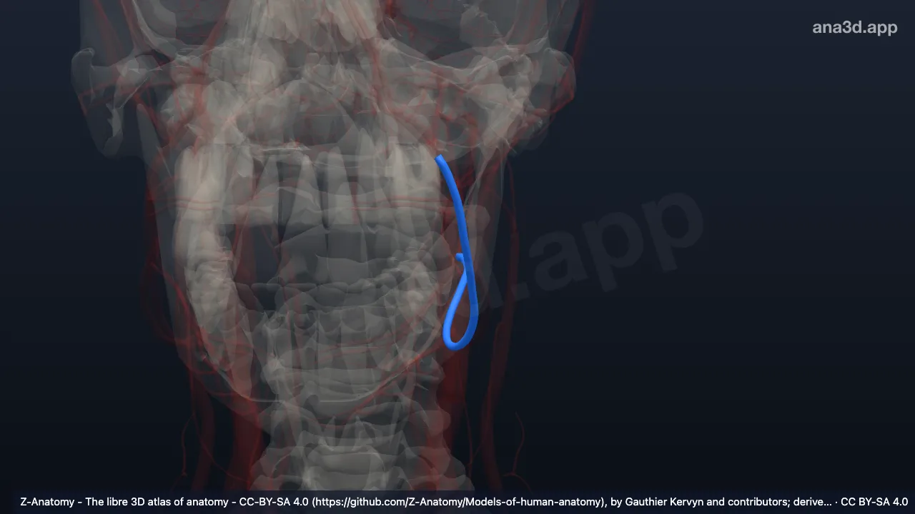 3D-Modell: Linke Vena facialis